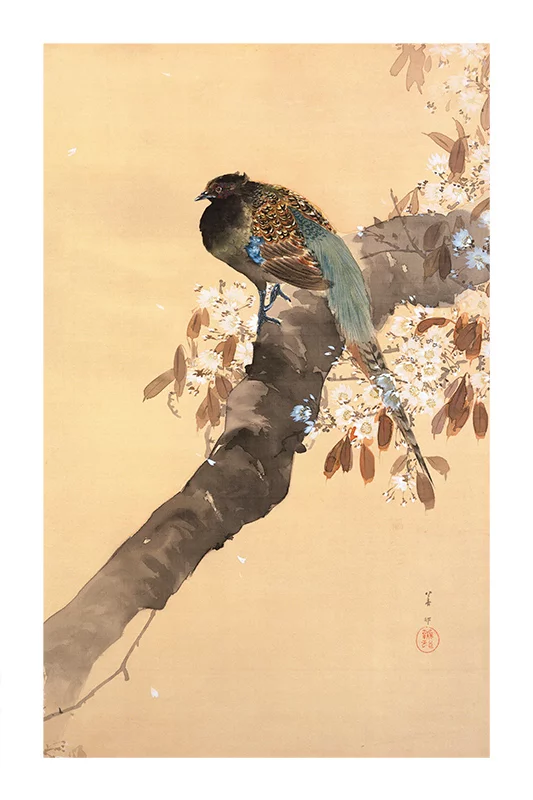 Artfilia Ohara Koson - Pheasant on cherry blossom branch Variante 3 20x30 cm