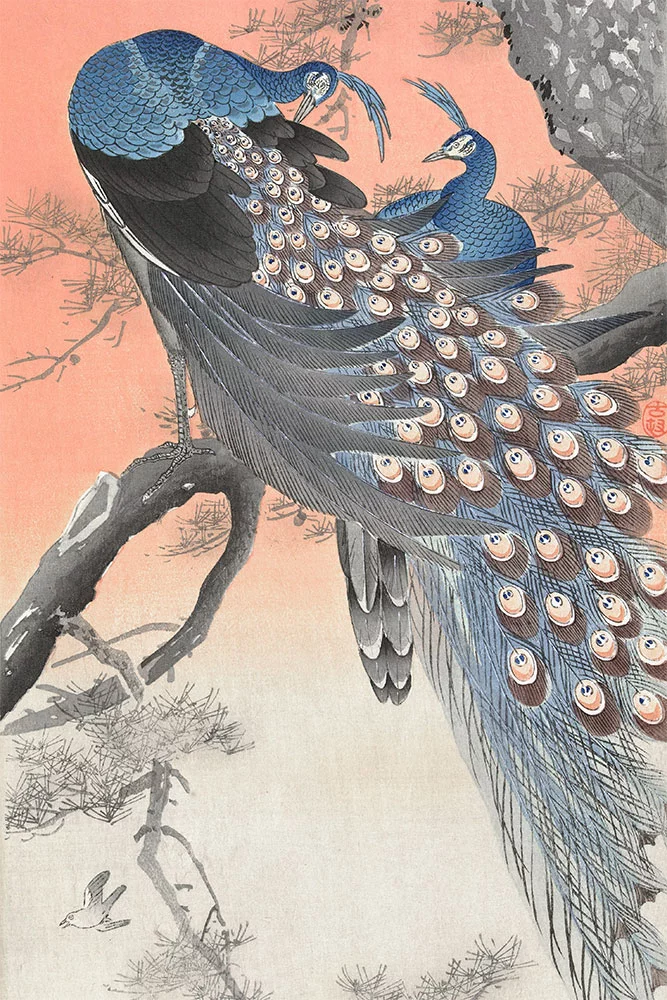 Artfilia Ohara Koson - Two Peacocks on Tree Branch Variante 4 40x60 cm