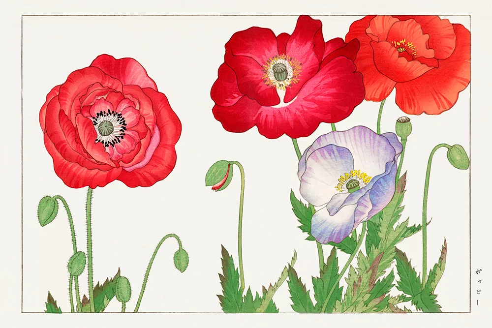 Artfilia Tanigami Konan - Vintage Poppy Flower (Japanese Woodblock Art) Variante 1 40x60 cm