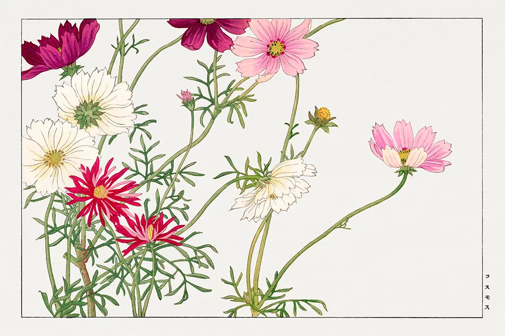 Artfilia Tanigami Konan - Cosmos Flower (Japanese Woodblock Art) Variante 1 40x60 cm