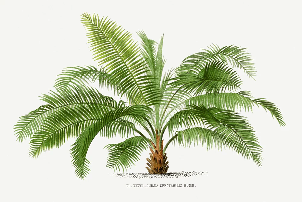 Artfilia Vintage Palm Tree No. 1 Variante 1 20x30 cm