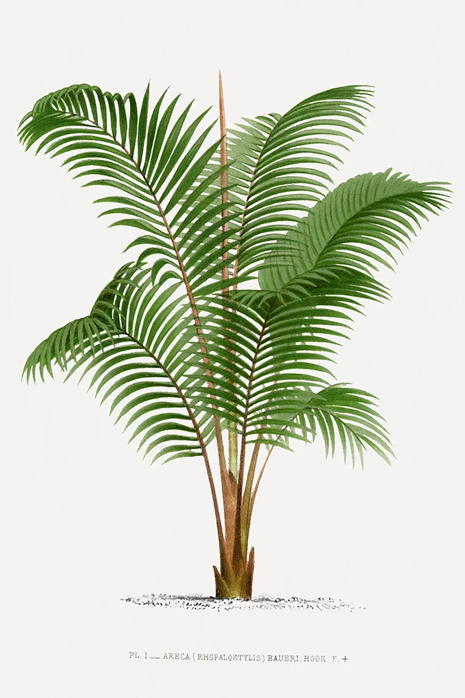 Artfilia Vintage Palm Tree No. 3 Variante 1 60x90 cm