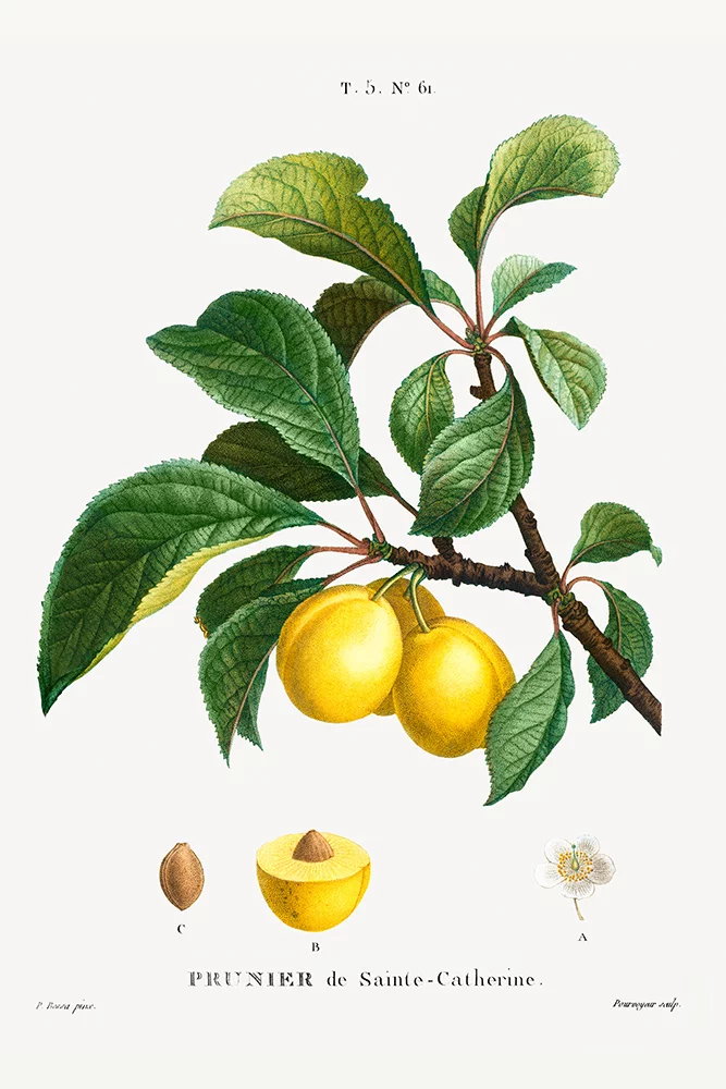 Artfilia Pierre Joseph Redouté - Plum (Prunier de Sainte-Catherine) Variante 1 60x90 cm