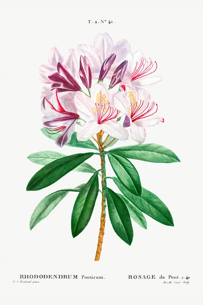 Artfilia Pierre Joseph Redouté - Rhododendron Ponticum Variante 1 13x18 cm