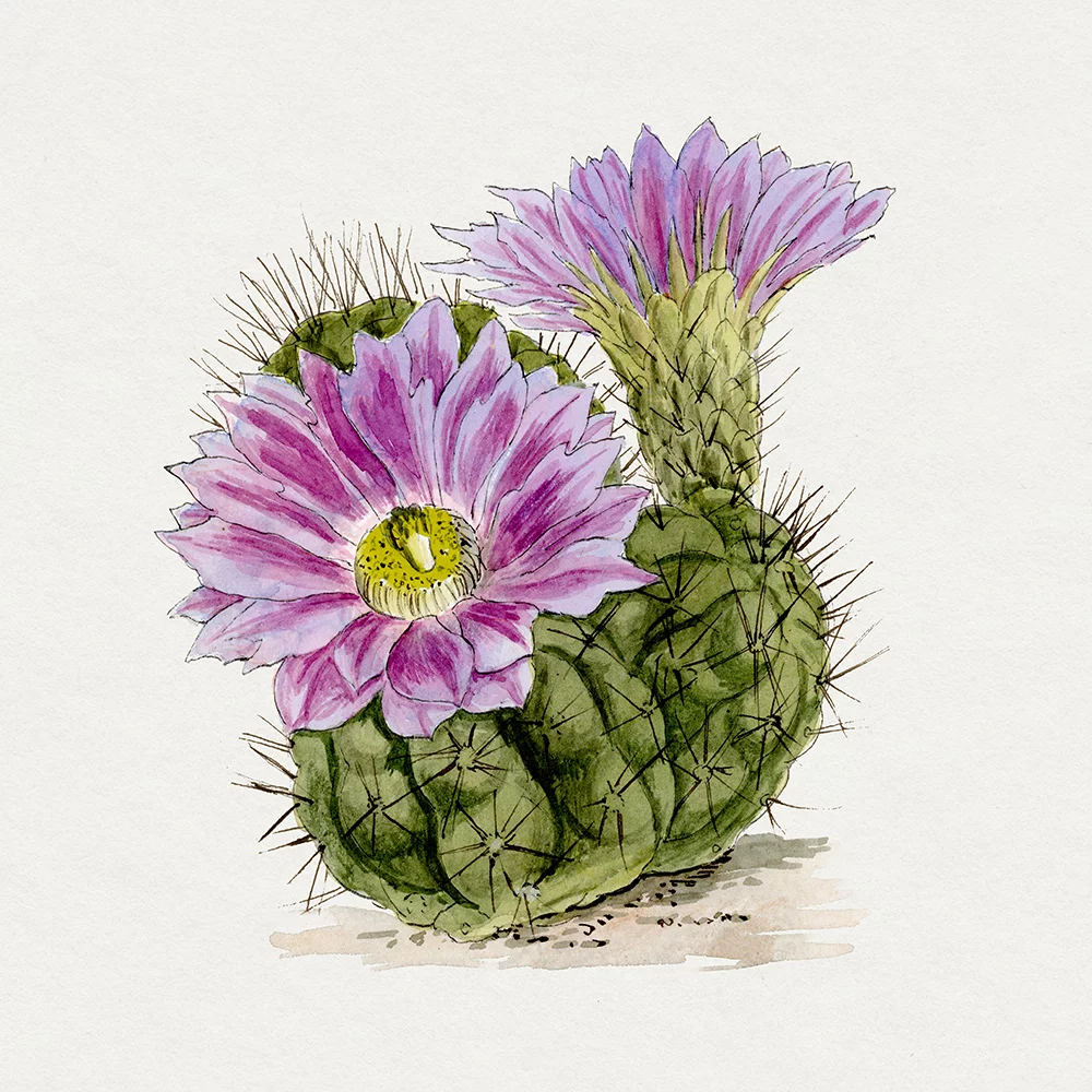 Artfilia Echinopsis Pentlandii Cactus - Vintage Illustration Variante 1 60x60 cm