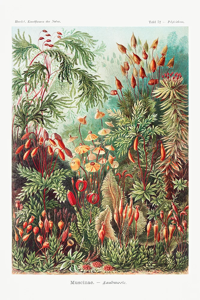 Artfilia Ernst Haeckel - Muscinae (Laubmoose), Botanical Illustrations Variante 1 30x45 cm