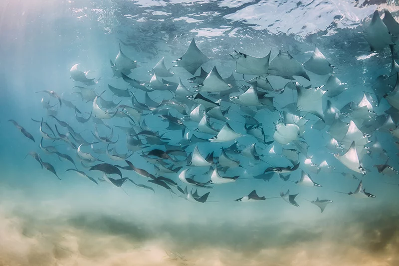 Artfilia Stingrays Variante 1 30x45 cm