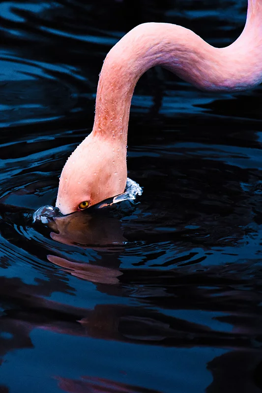 Artfilia Stick Your Head In Variante 1 20x30 cm