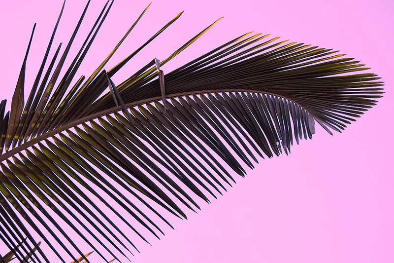 Artfilia Pink Palm Leaf Variante 1 20x30 cm