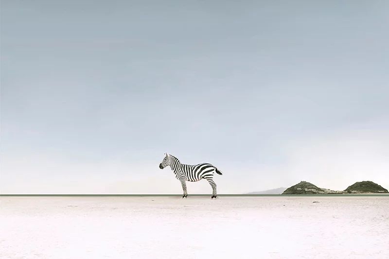Artfilia Zebra on the Beach Variante 1 30x45 cm