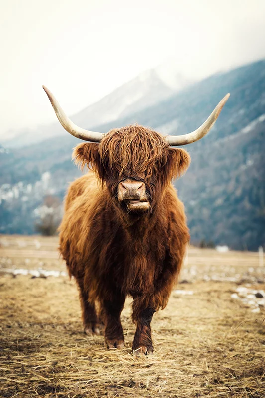 Artfilia Highland Cow Variante 1 20x30 cm