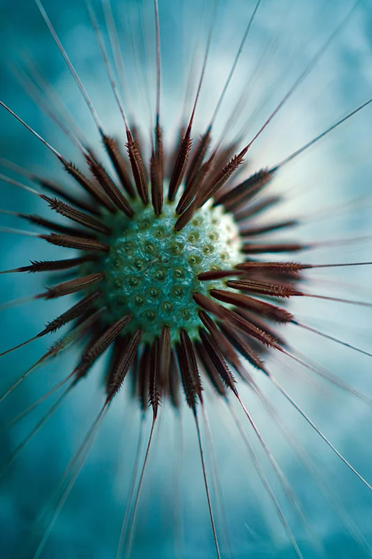Artfilia Dandelion Variante 1 40x60 cm