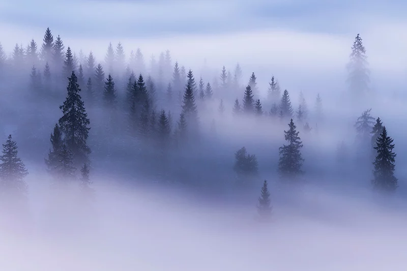 Artfilia Cloud Forest Variante 1 30x45 cm