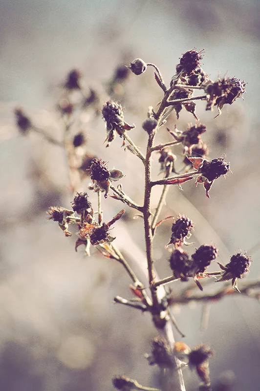 Artfilia Blackberries Variante 1 20x30 cm