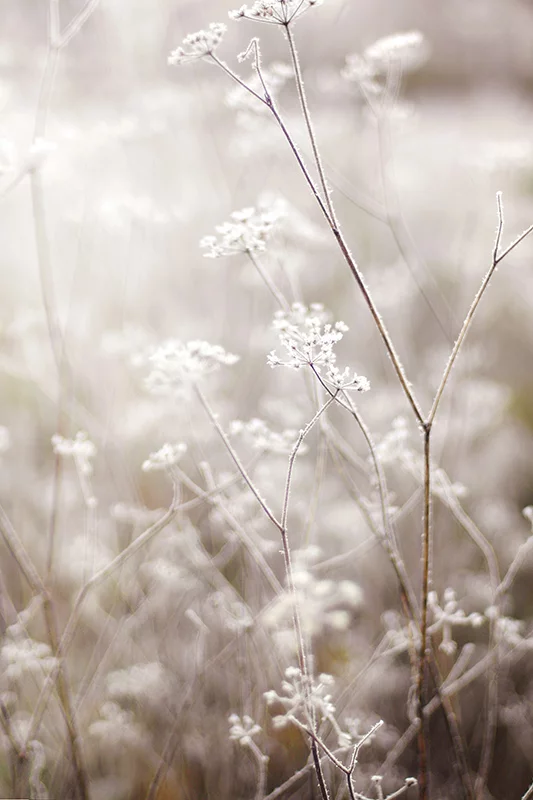 Artfilia Frosty Morning Variante 1 40x60 cm