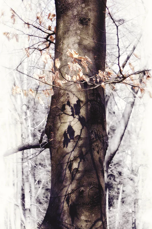 Artfilia Sunny Tree Variante 1 13x18 cm