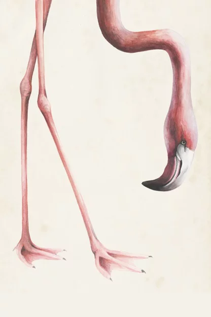Artfilia Head & Feet No. 1 - Flamingo Variante 1 20x30 cm