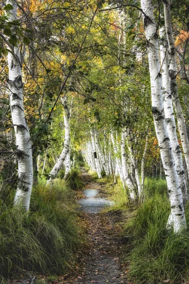 Artfilia Birch Woods No. 2 Variante 1 20x30 cm