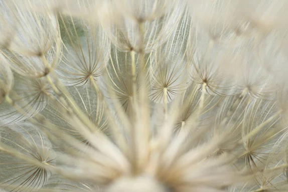 Artfilia Dandelion Macro No. 2 Variante 1 30x45 cm