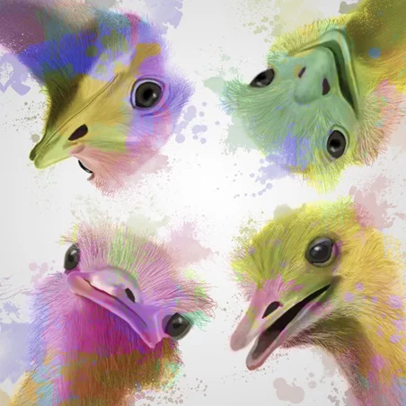 Artfilia Rainbow Animals No. 5 - Ostriches Variante 1 60x60 cm