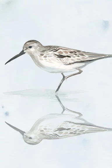 Artfilia Sandpiper No. 2 Variante 1 40x60 cm