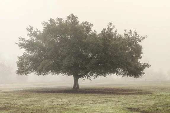 Artfilia Treefog No. 2 Variante 1 20x30 cm