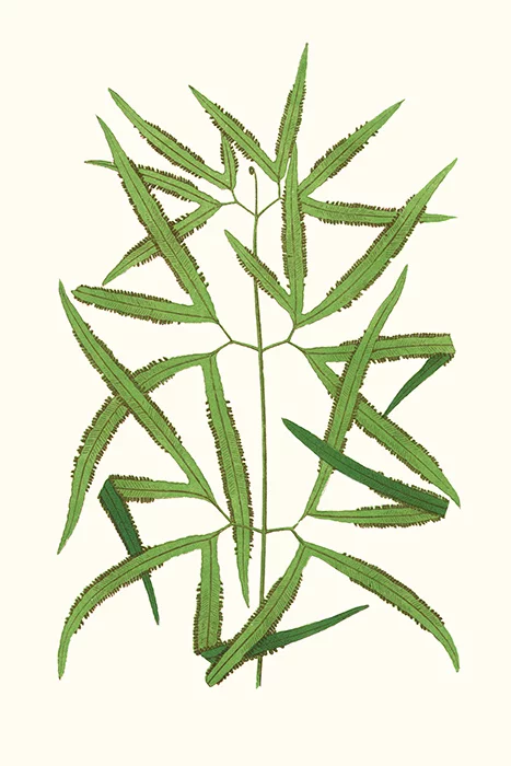 Artfilia Leaf Collection No. 3 Variante 1 20x30 cm