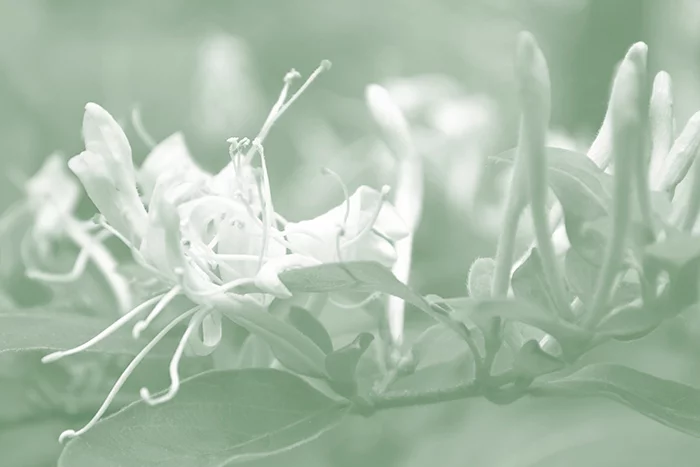 Artfilia Ghostly Honeysuckle No. 1 Variante 1 40x60 cm