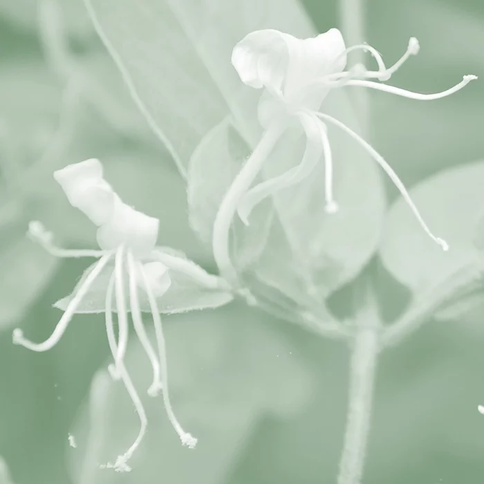 Artfilia Ghostly Honeysuckle No. 4 Variante 1 60x60 cm