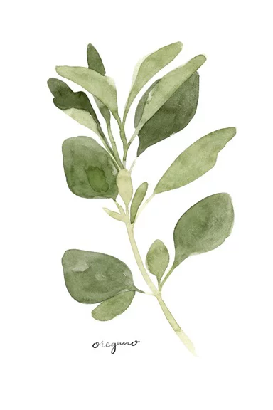 Artfilia Herbs Collection No. 3: Oregano Variante 1 13x18 cm