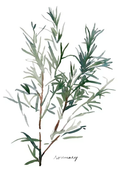 Artfilia Herbs Collection No. 4: Rosemary Variante 1 60x90 cm