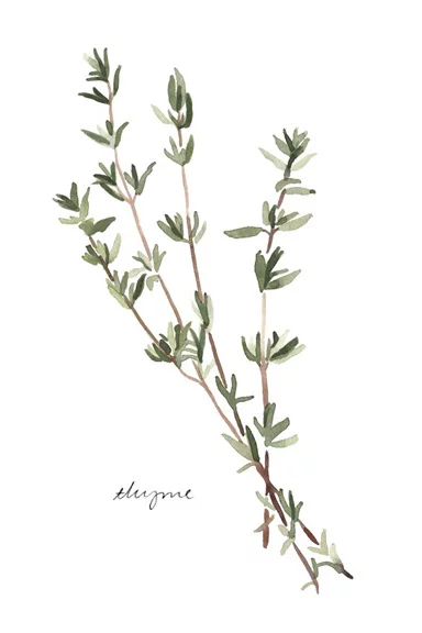 Artfilia Herbs Collection No. 6: Thyme Variante 1 13x18 cm