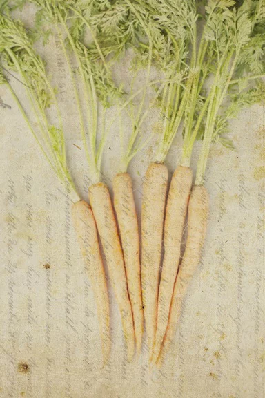 Artfilia Vintage Herbs No. 3 Variante 1 40x60 cm