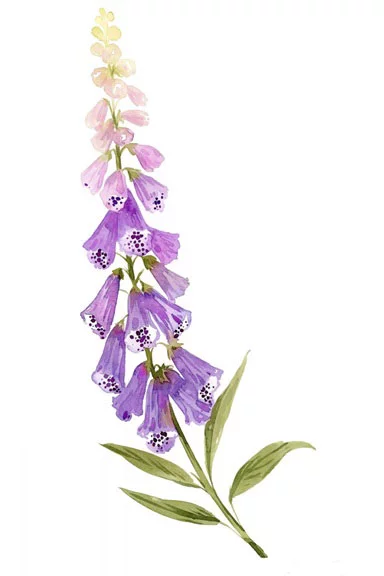 Artfilia Foxglove Variante 1 60x90 cm