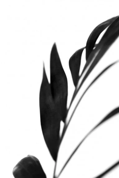 Artfilia Palm Shadows No. 2 Variante 1 13x18 cm