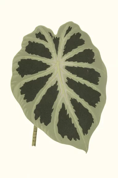 Artfilia Leaf Collection No. 4 Variante 1 20x30 cm