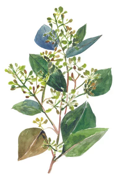 Artfilia Flowering Eucalyptus No. 2 Variante 1 13x18 cm