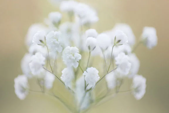 Artfilia Baby's Breath Close-Up Variante 1 13x18 cm