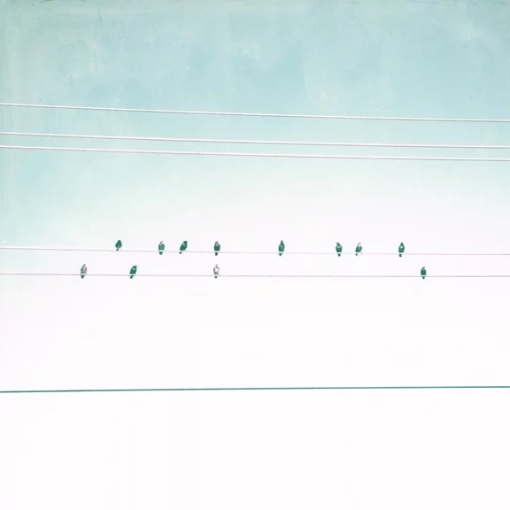 Artfilia Birds on a Line No. 2 Variante 1 60x60 cm