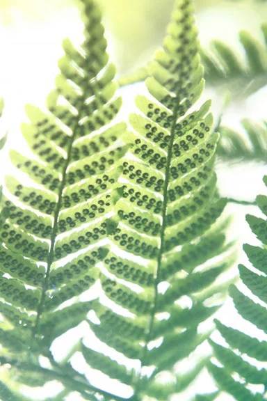 Artfilia Sunny Fern Variante 1 60x90 cm