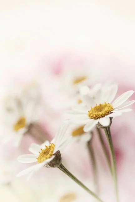 Artfilia Daisy Dream Variante 1 30x45 cm