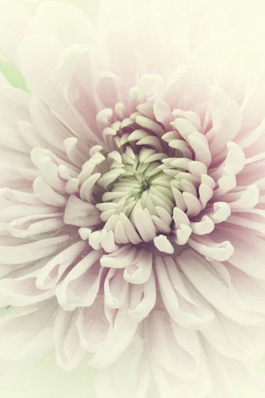 Artfilia Chrysanthemum Dream Variante 1 30x45 cm