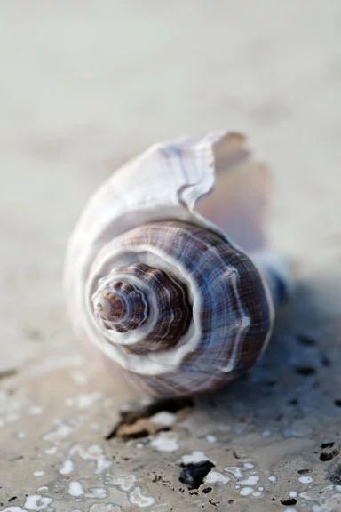 Artfilia Beach Treasures No. 3 Variante 1 30x45 cm