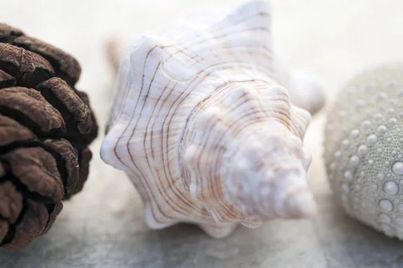 Artfilia Pastel Seashells No. 2 Variante 1 13x18 cm