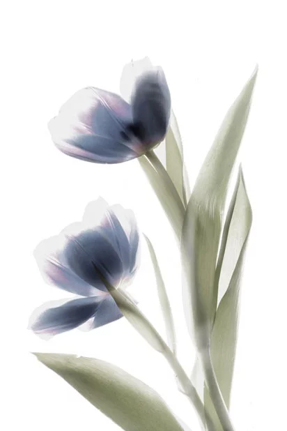 Artfilia High Key Flowers No. 3 Variante 1 30x45 cm