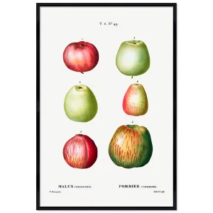 Pierre Joseph Redouté - Apple (Malus communis)