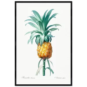 Poster mit Rahmen - Pierre Joseph Redouté - Pineapple