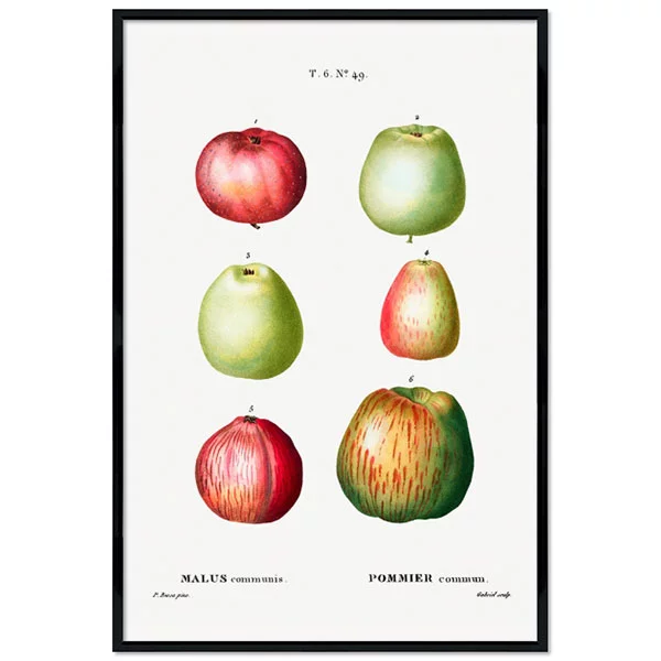 Pierre Joseph Redouté - Apple (Malus communis) 13x18 cm | Schwarz