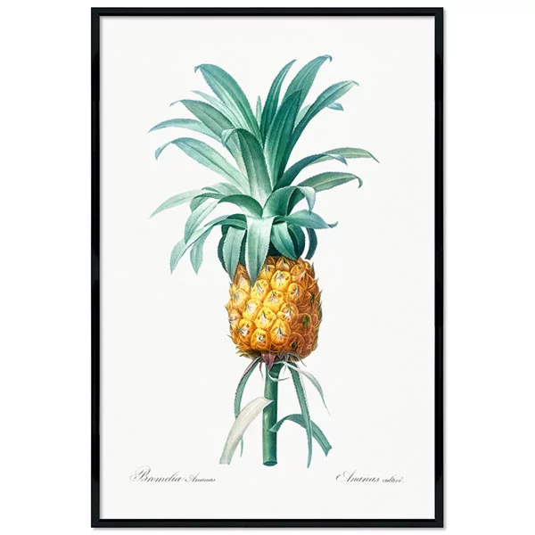 Poster mit Rahmen - Pierre Joseph Redouté - Pineapple 13x18 cm | Schwarz