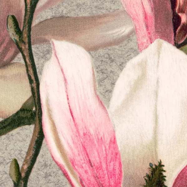 Poster mit Rahmen - L. Prang & Co. - Magnolia 13x18 cm | Schwarz